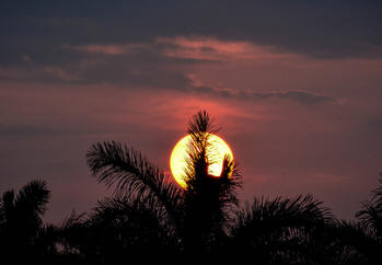 Sun through Palm